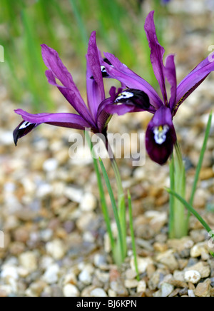 Iris réticulé, Iris reticulata, Iridaceae, du Caucase et d'Asie de l'Ouest Banque D'Images