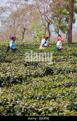 Champs de thé Darjeeling en Inde Banque D'Images