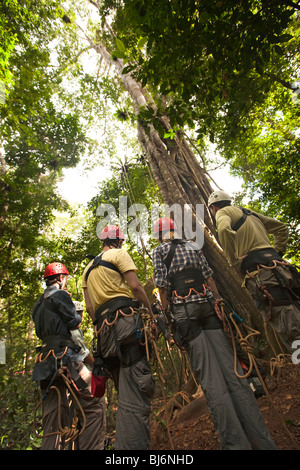 L'Indonésie, Sulawesi, l'exploitation forestière de Wallacea, Lambusango, enseignement aux élèves l'accès de l'auvent Banque D'Images