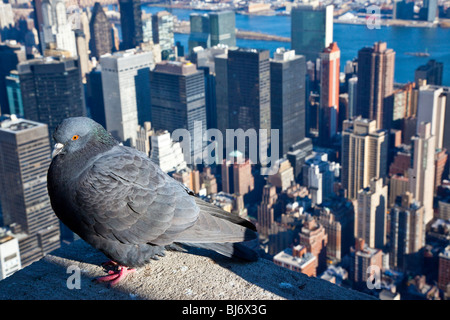 Pigeon sur la plate-forme d'observation de l'Empire State Building, New York City Banque D'Images