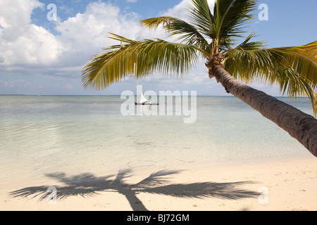 L'Indonésie, Sulawesi, Parc National de Wakatobi, Hoga Island bateau de pêcheur en dessous de palm tree Banque D'Images