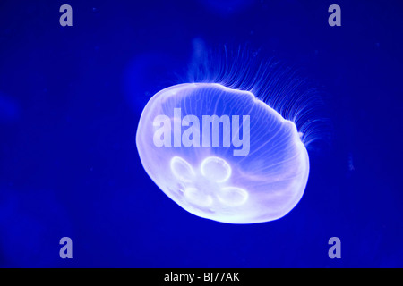 Valence, Valence, Espagne. Méduse de lune (Aurelia aurita) à l'Oceanogràfic, Ciudad de las Artes y las Ciencias. Banque D'Images