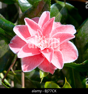 Sevenoaks, Kent, Angleterre. Fleur de Camellia japonica 'Yours Truly'. Banque D'Images