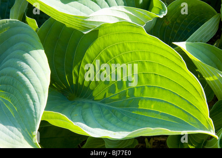 Sevenoaks, Kent, Angleterre. Feuilles d'Hosta. Banque D'Images