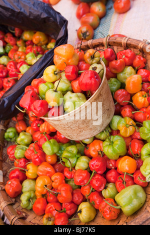 L'Indonésie, Sulawesi, Tana Toraja, Totumbang marché hebdomadaire village bonnet chaud chilis à vendre Banque D'Images