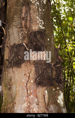 L'Indonésie, Sulawesi, Tana Toraja, Kambira, village cimetière infantile, bébé tombe dans l'arbre Banque D'Images