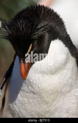Close-up de Rockhopper Penguin, West Point, Îles Falkland Banque D'Images