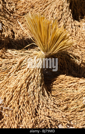 L'Indonésie, Sulawesi, Tana Toraja, Lokkomata la récolte de paddy de riz, grappes de mûres coupées de séchage des céréales à Sun Banque D'Images