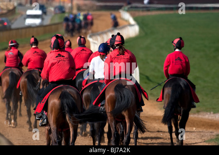 Les chevaux marcher hors de la formation, Newmarket, Suffolk, Angleterre Banque D'Images