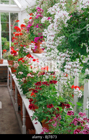 Pelargonium plantes en pots en serre Banque D'Images