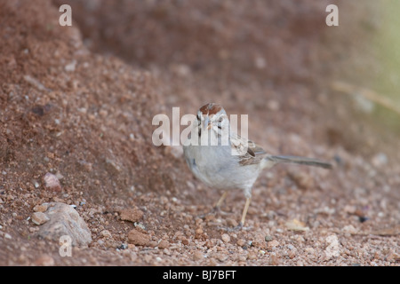 Bruant à winged Sparrow (Aimophila carpalis carpalis) Banque D'Images