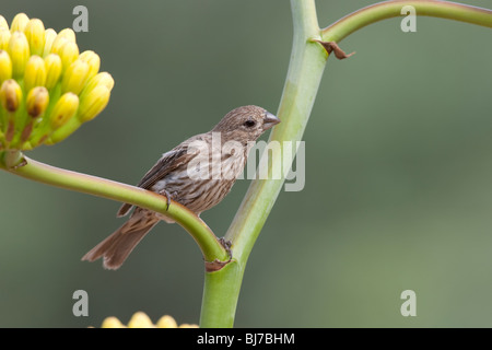 Roselin familier (Carpodacus mexicanus frontalis), juvénile. Banque D'Images