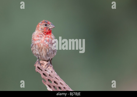 Roselin familier (Carpodacus mexicanus frontalis) mâle. Banque D'Images