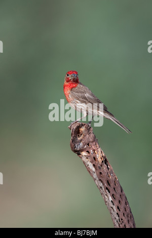 Roselin familier (Carpodacus mexicanus frontalis) mâle. Banque D'Images