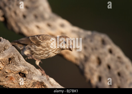 Roselin familier (Carpodacus mexicanus frontalis), juvénile. Banque D'Images