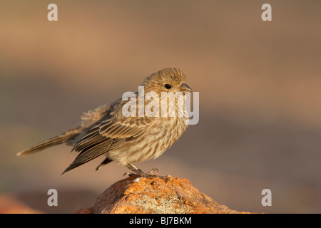 Roselin familier (Carpodacus mexicanus frontalis), juvénile. Banque D'Images