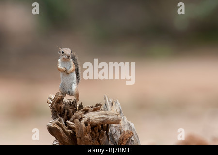 Yuma Écureuil Antilope (Ammospermophilus harrisi) Banque D'Images