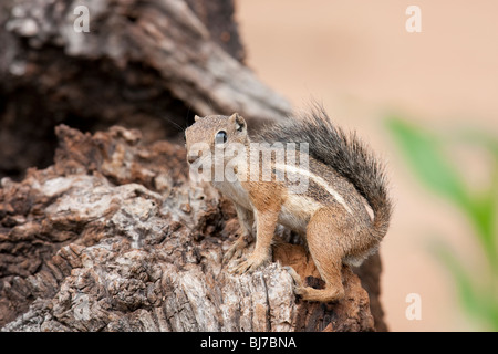 Yuma Écureuil Antilope (Ammospermophilus harrisi) Banque D'Images