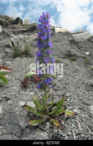 Vipérine commune la vipère. Echium vulgare. croissant sur des falaise. Brandy bay Dorset. Mai 2009. Banque D'Images