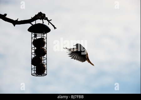 Silhouette de Robin voler à des matières grasses de billes chargeur d'suspendue à un arbre dans un jardin. UK Banque D'Images