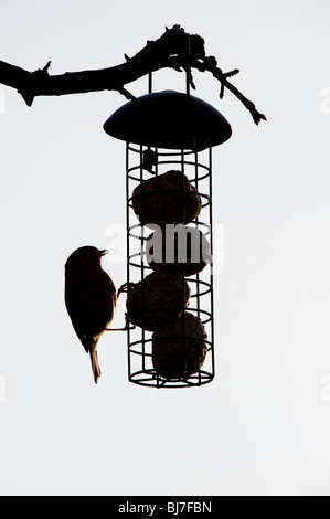 Silhouette de Robin sur une graisse de billes chargeur d'suspendue à un arbre dans un jardin. UK Banque D'Images