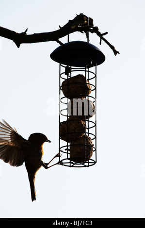 Silhouette de Robin sur une graisse de billes chargeur d'suspendue à un arbre dans un jardin. UK Banque D'Images