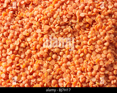 Lentilles entières d'orange séchées - gros plan plein cadre photo. Banque D'Images