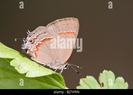 Red-banded Hairstreak Banque D'Images