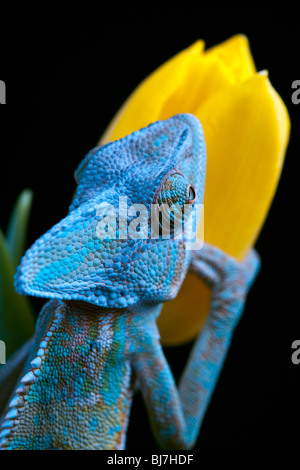 Belle grande chameleon assis sur une fleur Banque D'Images