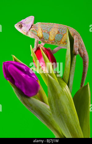 Belle grande chameleon assis sur une fleur Banque D'Images