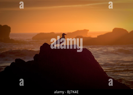 Une mouette sur un rocher sur la côte du Pacifique. Banque D'Images