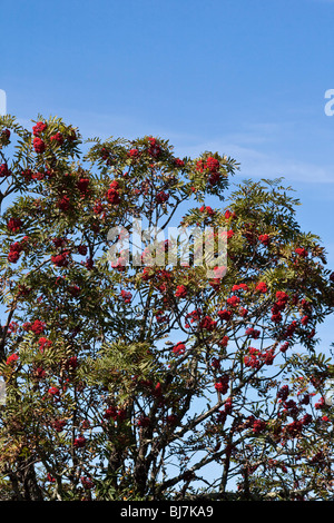 Appalachian Mountains National Forests North Carolina NC rural Appalachia un arbre Sorbus Americana Rowan Mountain Ash format vertical aux États-Unis US haute résolution Banque D'Images