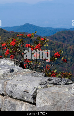 Appalachian Black Mountains National Forests North Carolina NC rural Appalachia un arbre Sorbus Americana Rowan Mountain Ash vertical aux États-Unis US haute résolution Banque D'Images