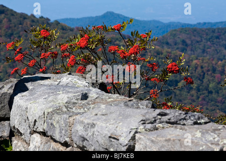 Appalachian Black Mountains National Forests North Carolina NC rural Appalachia un arbre Sorbus Americana Rowan Mountain Ash horizontal aux États-Unis US haute résolution Banque D'Images