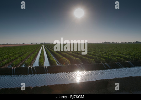 Le soleil brille sur un champ de coton irrigué en Californie. Banque D'Images