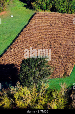 Champ de maïs, vue de Domme, Dordogne, South West France ; Europe Banque D'Images