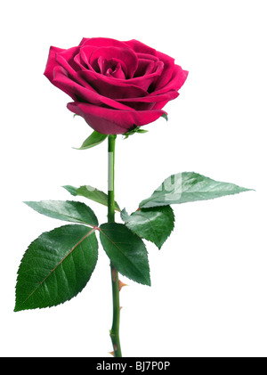 Rose rose isolé sur fond blanc Banque D'Images