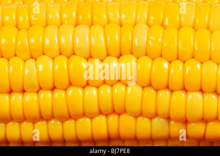 Extreme close up de texture des épis de maïs jaune Banque D'Images