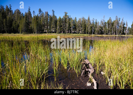 Siesta Lake, du Parc National Yosemite en Californie, USA Banque D'Images