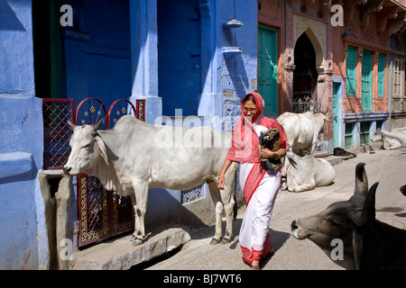 Femme indienne et vaches sacrées. Jodhpur. Le Rajasthan. L'Inde Banque D'Images