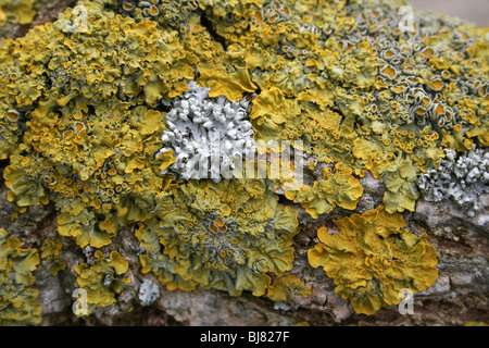 Xanthoria parietina lichen jaune pris près de Hale Village, Merseyside, Royaume-Uni Banque D'Images