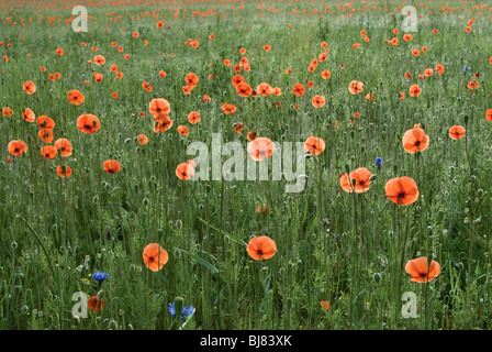 Domaine de coquelicots rouges près de Łagów, Voïvodie Lubuskie, Pologne Banque D'Images