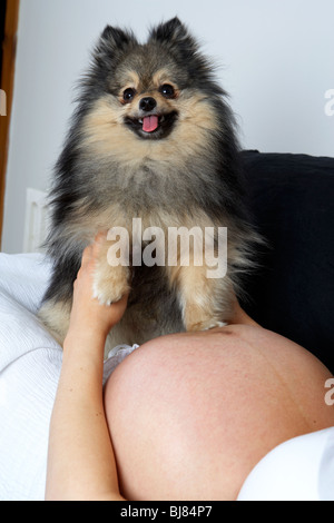 8 mois femme enceinte de 30 ans avec bébé bosse et petit chien Pomeranian Banque D'Images