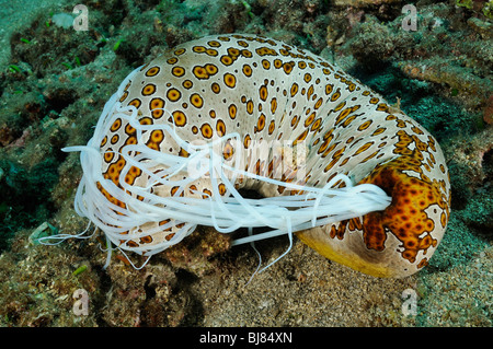 Bohadschia argus, Holothuria argus, Eyed concombre de mer avec Cuvierian éjecté les tubules, Jemeluk, Cemeluk, Amed, Bali Banque D'Images