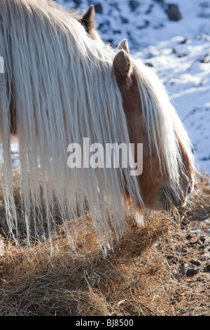 Rhum Highland Pony, châtaigne, manger Banque D'Images