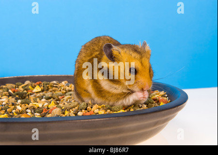 Assis dans l'alimentation du hamster bol de maïs Hamster marron bleu fond goldhamster stand d'alimentation alimentation manger debout à la regarder Banque D'Images