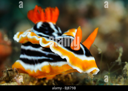 Chromodoris magnifica, coloré, chromodorid nudibranch, Tulamben, Bali, Indonésie, l'océan Indo-pacifique Banque D'Images