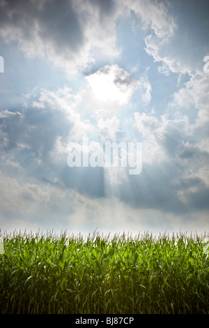 Soleil qui brille sur un champ en été. Banque D'Images