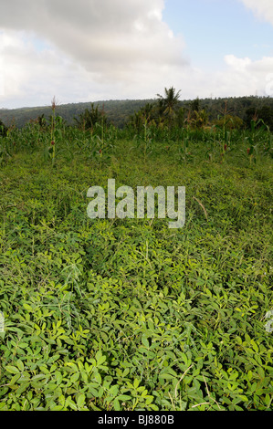 L'Arachis hypogaea, les arachides, le plantes, Bali, Indonésie, l'océan Indo-pacifique Banque D'Images