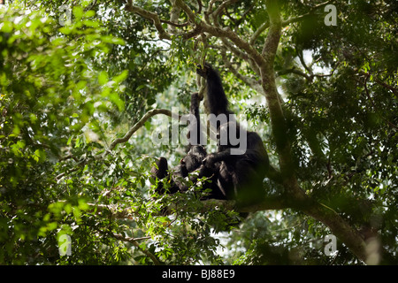 Quoi de mieux pour les chimpanzés à faire sur une journée ensoleillée que Lumumba, Ashanti et son bébé d'avoir un joli groom d'établir des liens sociaux Banque D'Images